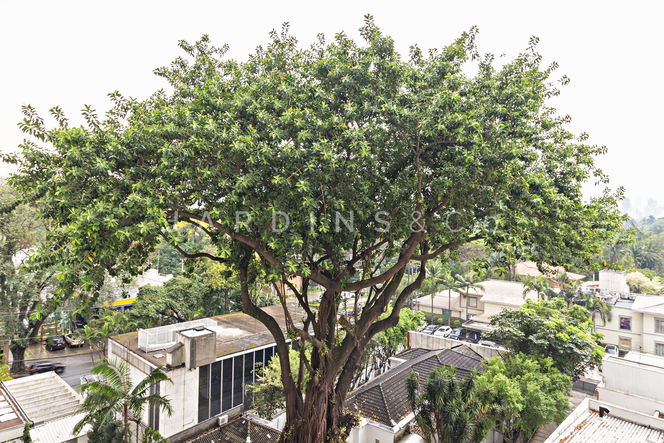 Apartamento no Jardim América